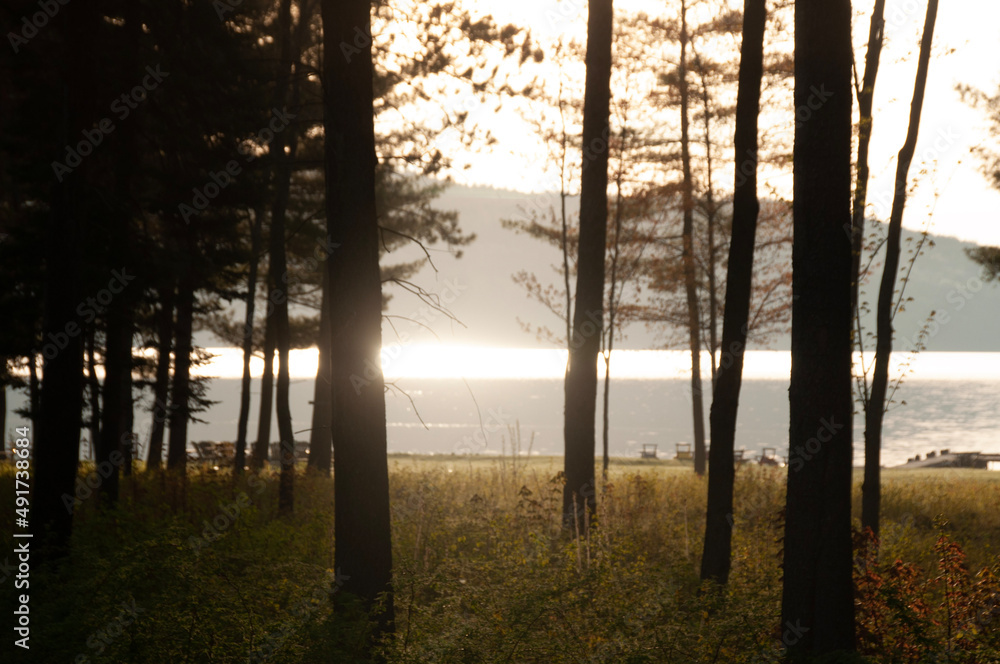 Obraz premium morning in the forest
