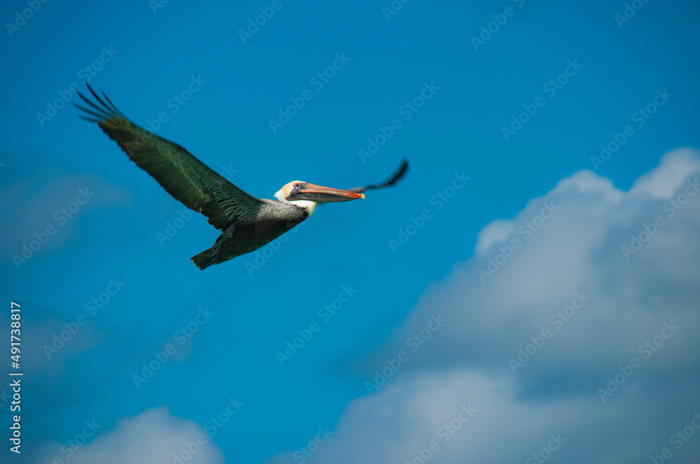 Obraz premium Pelican in flight Cuba