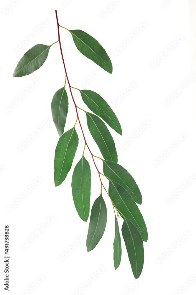 Eucalyptus leaves on branch on white background. Eucalyptus leaves on branch on white background.