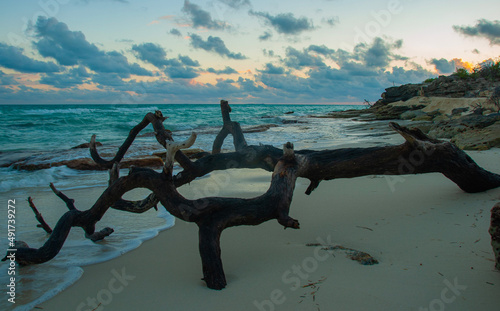 Driftwood on tropical Cuban Shoreline
