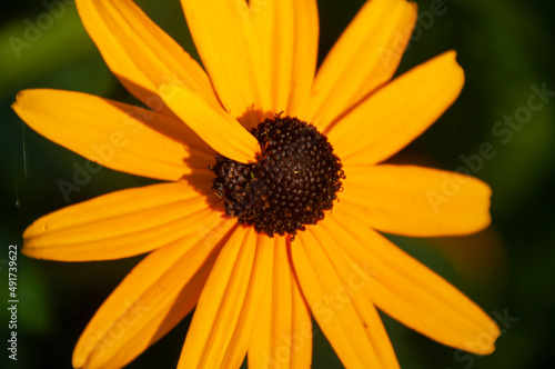 Black-eyed Susan with baby pedal 