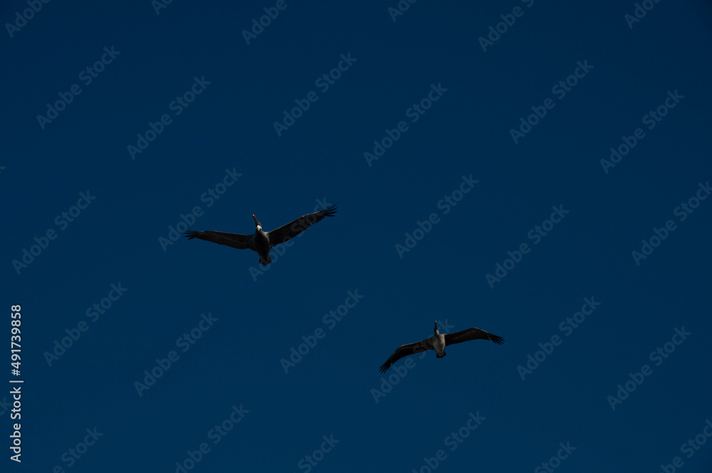 Fototapeta premium Pelicans in the sky