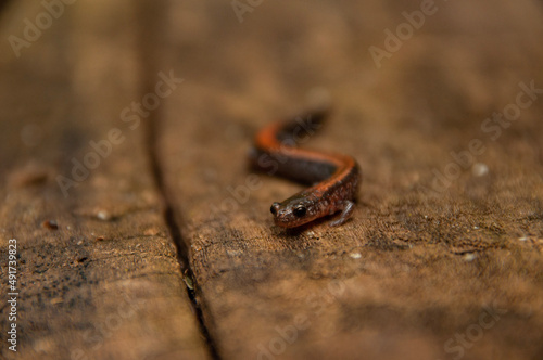 macro shot of a red-backed Salamander