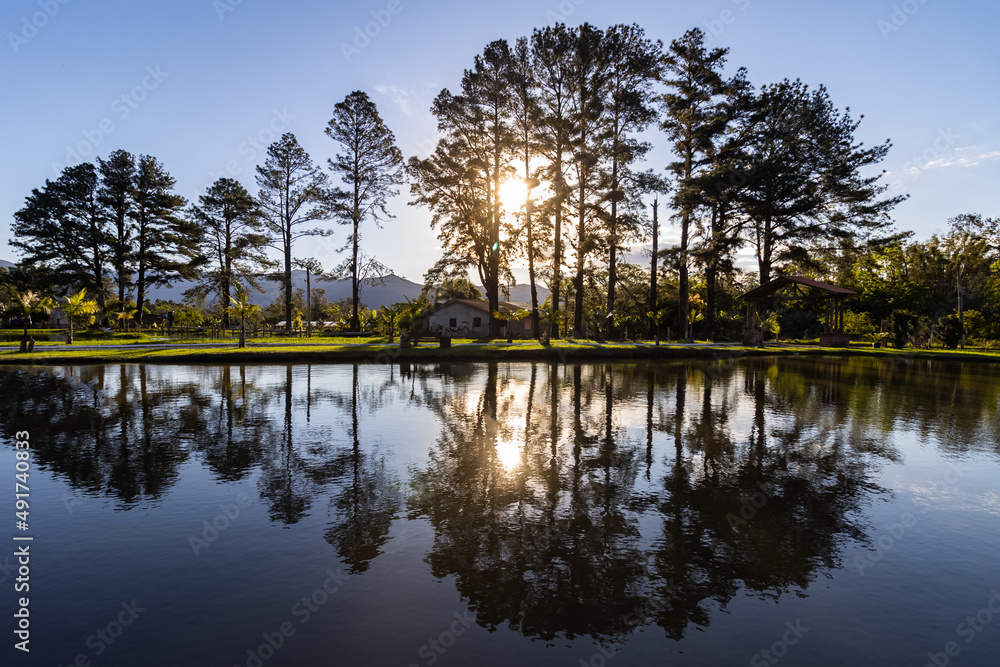 reflection of trees in water