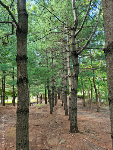It is a pine forest.