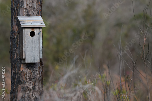 Old Birdhouse on Burned Tree in the Woods