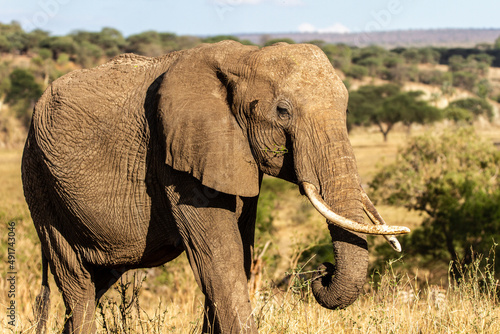 African elephant eating branches in Tarangire National Park