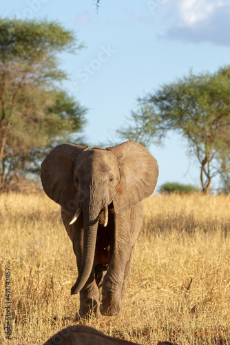 African elephant walking in Tarangire National Park