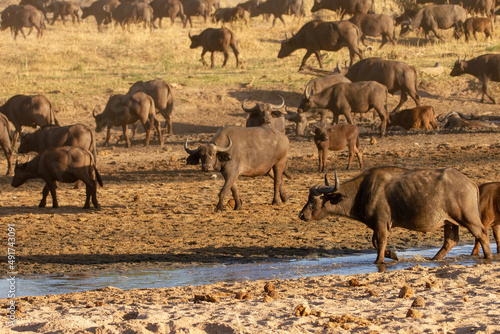 herd of wildebeest at Tarangire National Park