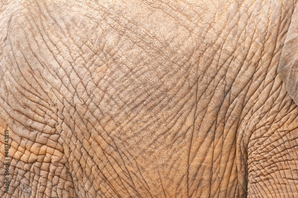 elephant skin texture elephant skin texture