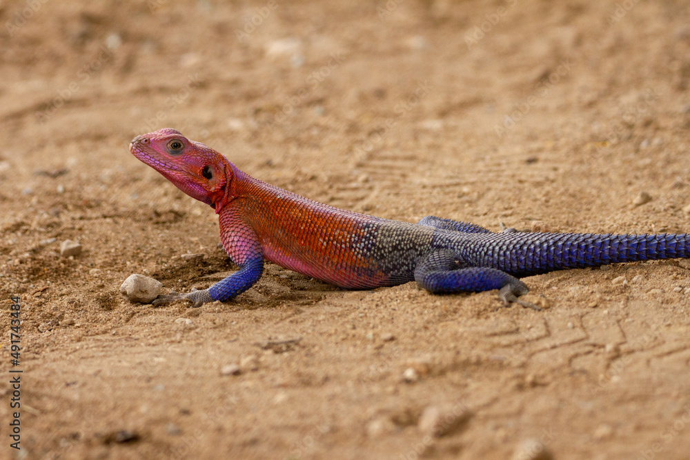 Mwanza Flat-Headed Agama resting in the dirt Mwanza Flat-Headed Agama resting in the dirt
