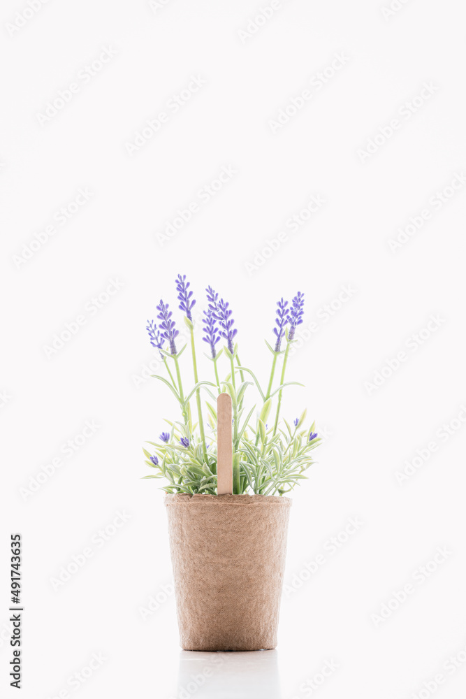 purple lavender in a pot purple lavender in a pot