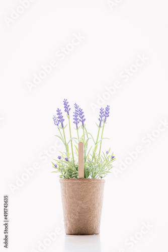 purple lavender in a pot