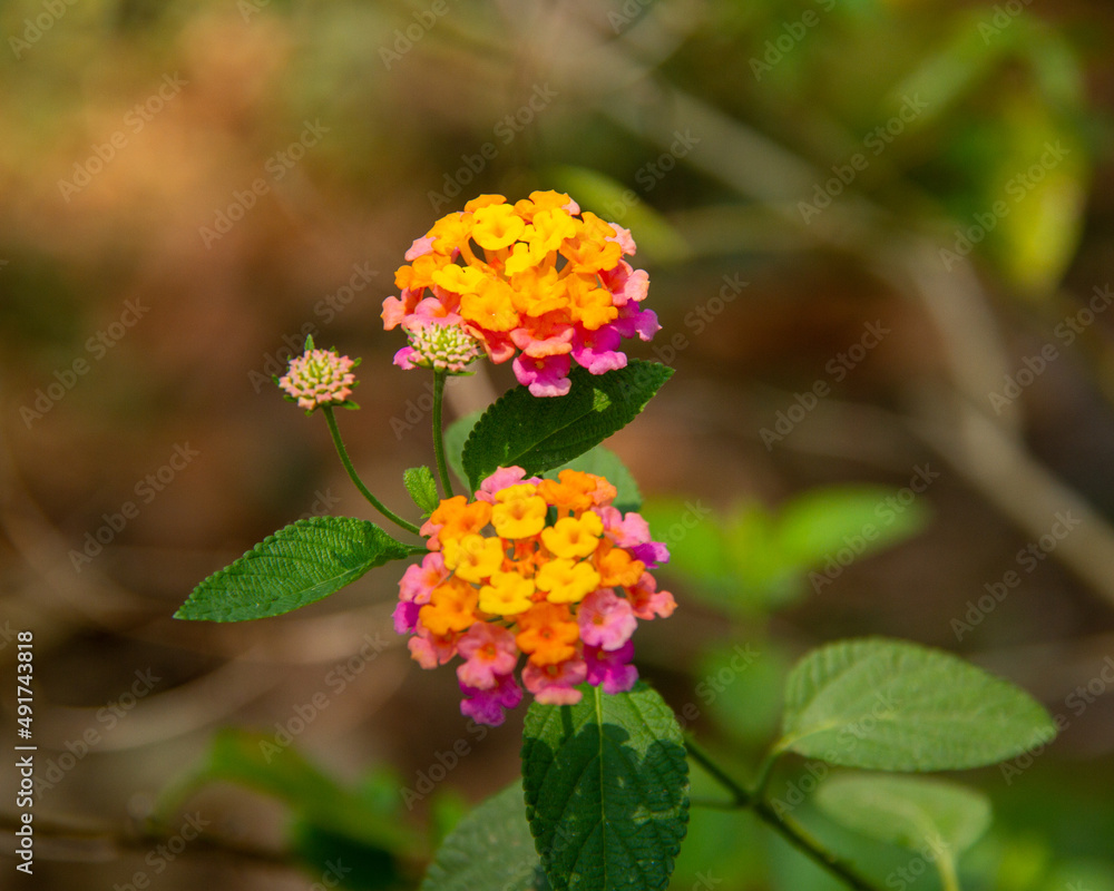 Lucky Sunrise Rose Lantana Flower Lucky Sunrise Rose Lantana Flower