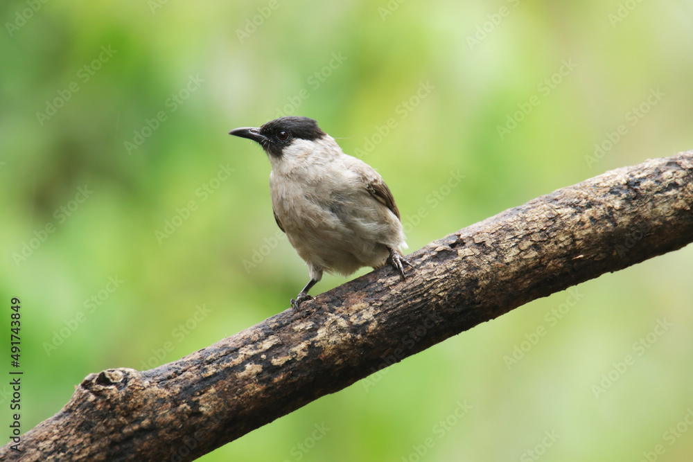 Fototapeta premium A Sooty-headed Bulbul on branch