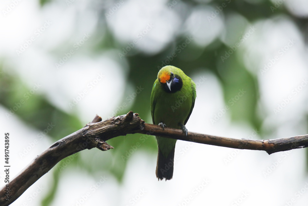 A Leafbird on branch in nature