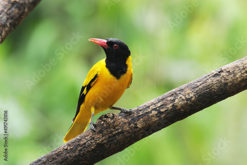 The Black-hooded Oriole on branch