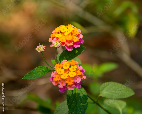 Lucky Sunrise Rose Lantana Flower