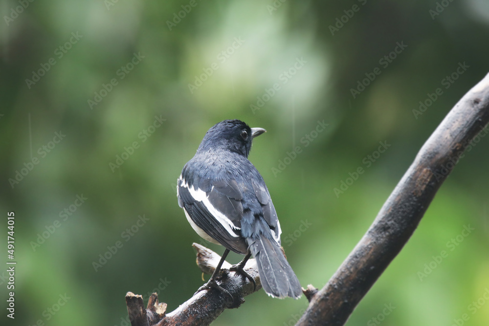 The Oriental magpie robin on branch