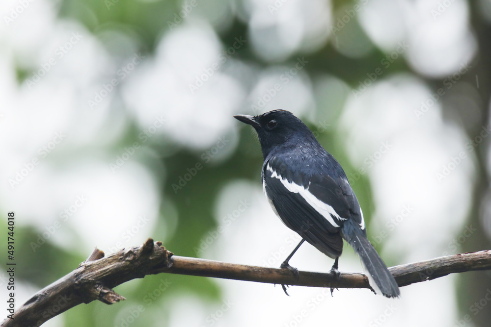 The Oriental magpie robin on branch The Oriental magpie robin on branch