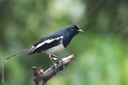 The Oriental magpie robin on branch