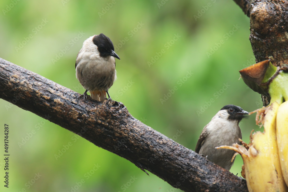 Fototapeta premium A Sooty-headed Bulbul on branch