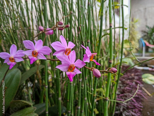 Phalaenopsis pulcherrima with water bamboo background. blur or selective blur