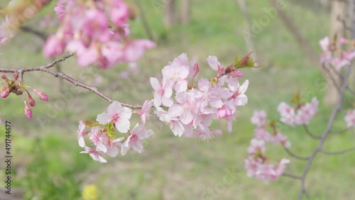 河津桜