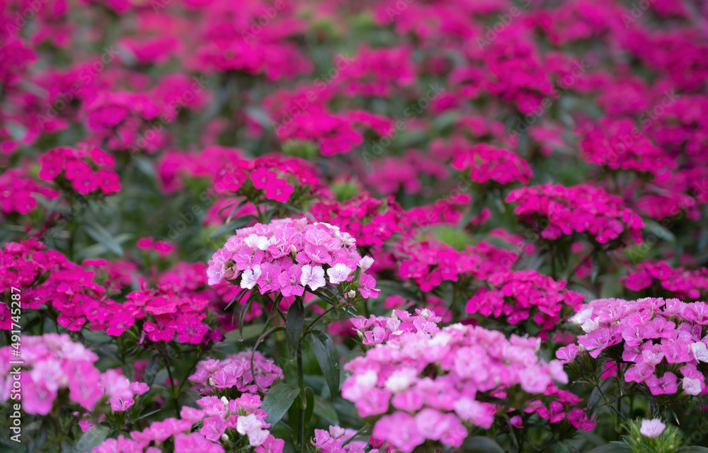 Obraz premium Floral background of pink Sweet William flowers blooming in the flower field. (Dianthus barbatus) Floral pattern.