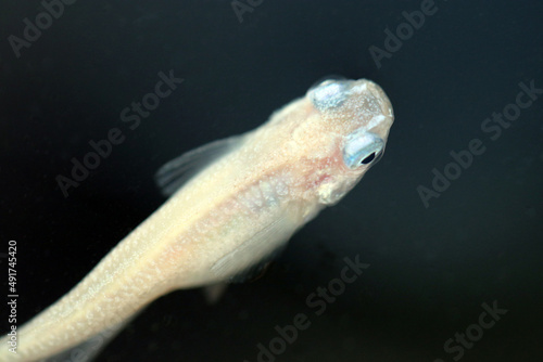 Ghost white body and Glacier blue eyed Japanese aquarium Rice fish "Medaka", head close up macro photography.