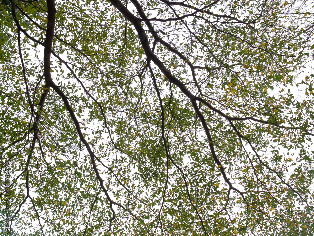 sky and tree sky and tree