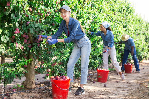 Three farmers working in a fruit nursery are picking ripe plums from a tree, putting the fruits in buckets