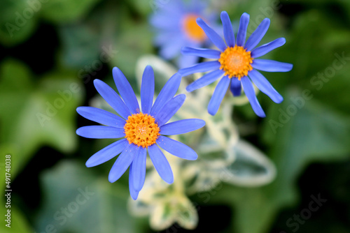 Felicia Amelloides - Agatea, close up of a nice blue flower yellow center photo