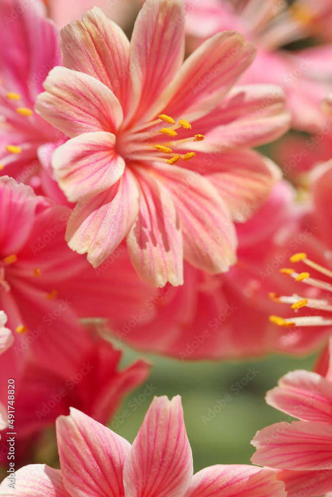 Fototapeta premium pink and white flower