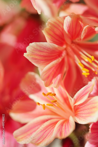 close up of pink flower