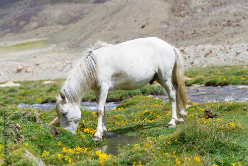 Horse in a green meadow.