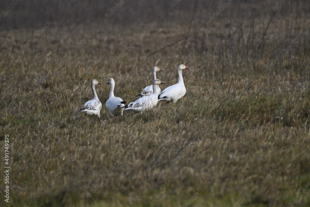 Snow Geese, aka Anser caerulescens Snow Geese, aka Anser caerulescens