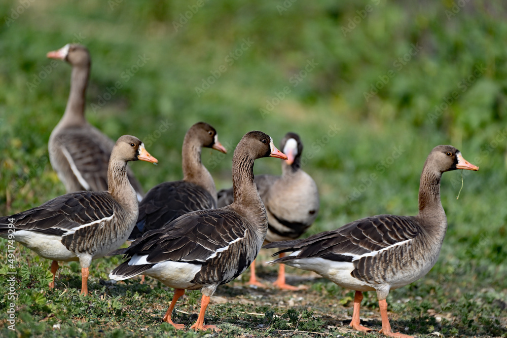 Obraz premium Anser albifrons aka white-fronted goose 