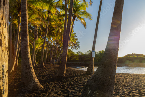 Coconut Palm Trees On Punalu'u Black Sand Beach, Hawaii Island, Hawaii, USA photo