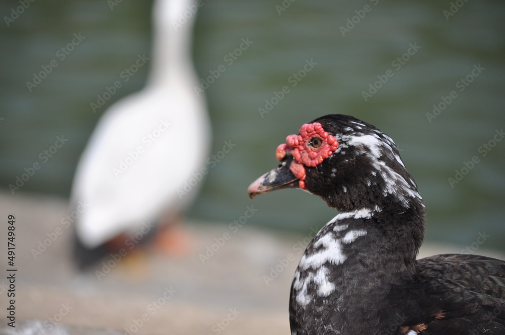 Fototapeta premium black headed gull