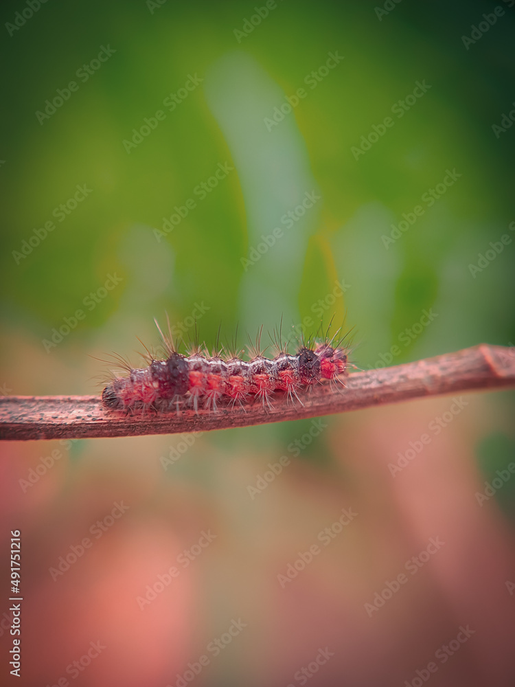 Fototapeta premium Colourful caterpillar with natural view backgrounds, selective focus images.