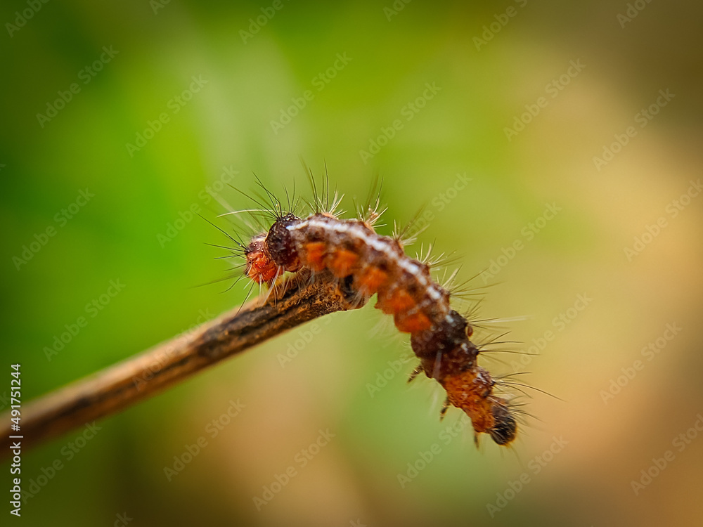 Beautiful caterpillar with natural view backgrounds, selective focus images.