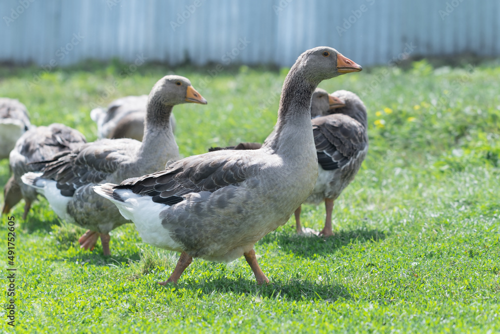 Gray beautiful geese in a pasture in the countryside walk on the green grass. Livestock farm birds. Animal breeding. Gray beautiful geese in a pasture in the countryside walk on the green grass. Livestock farm birds. Animal breeding.