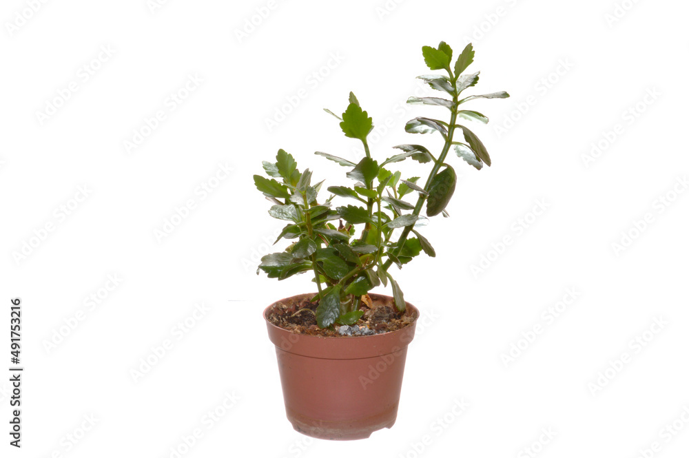 flower in a pot isolated on white background