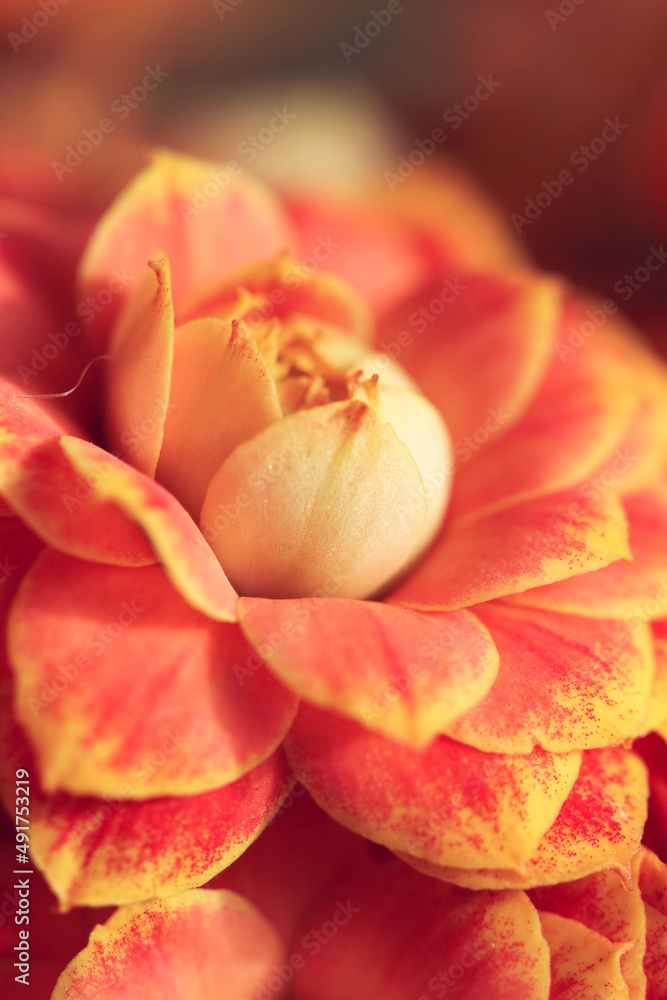 orange jonquil orange jonquil