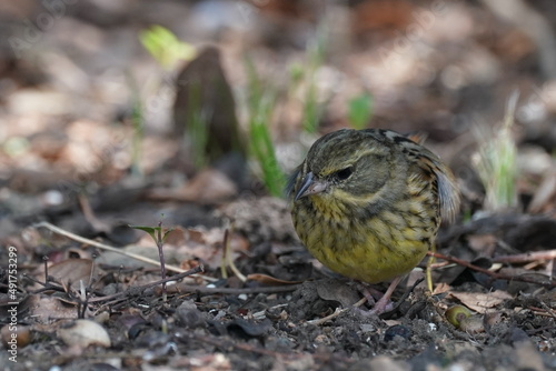 oriental green finch in the forest