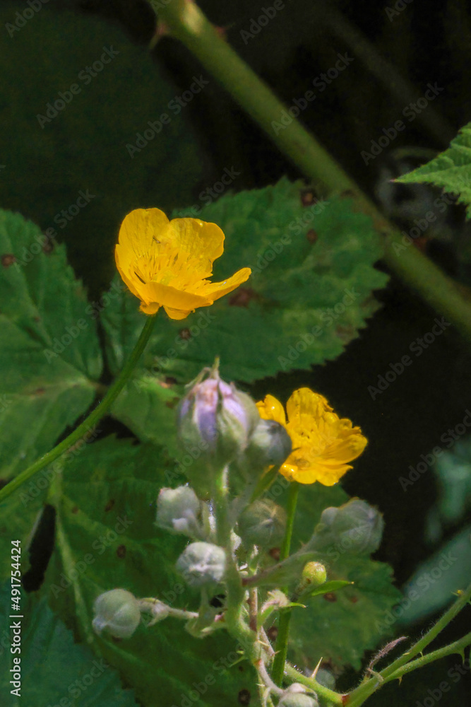 bright yellow buttercups next to blackberry flowers bright yellow buttercups next to blackberry flowers