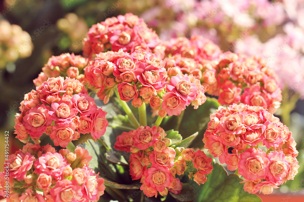 pink jonquil pink jonquil