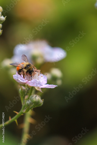 Wallpaper Mural detailed thorny blackberry flower with orange honey bee on top Torontodigital.ca