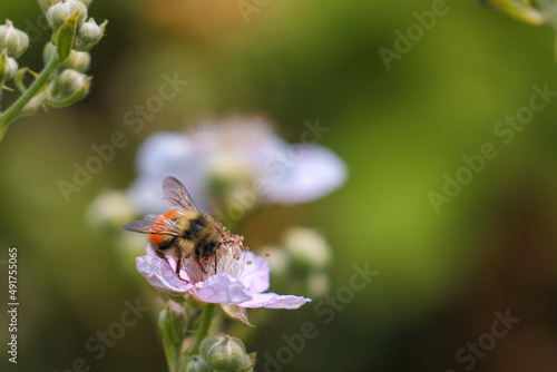 small yellow honeybee on beautiful white blackberry flower